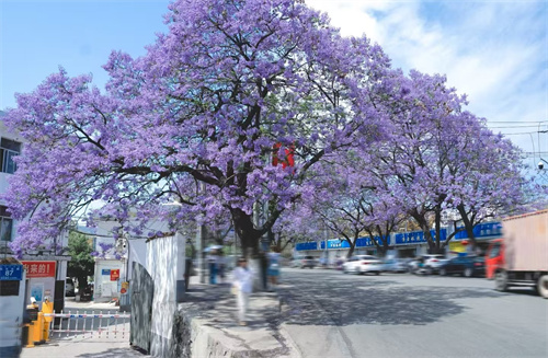 古建前的紫藤花(图1)